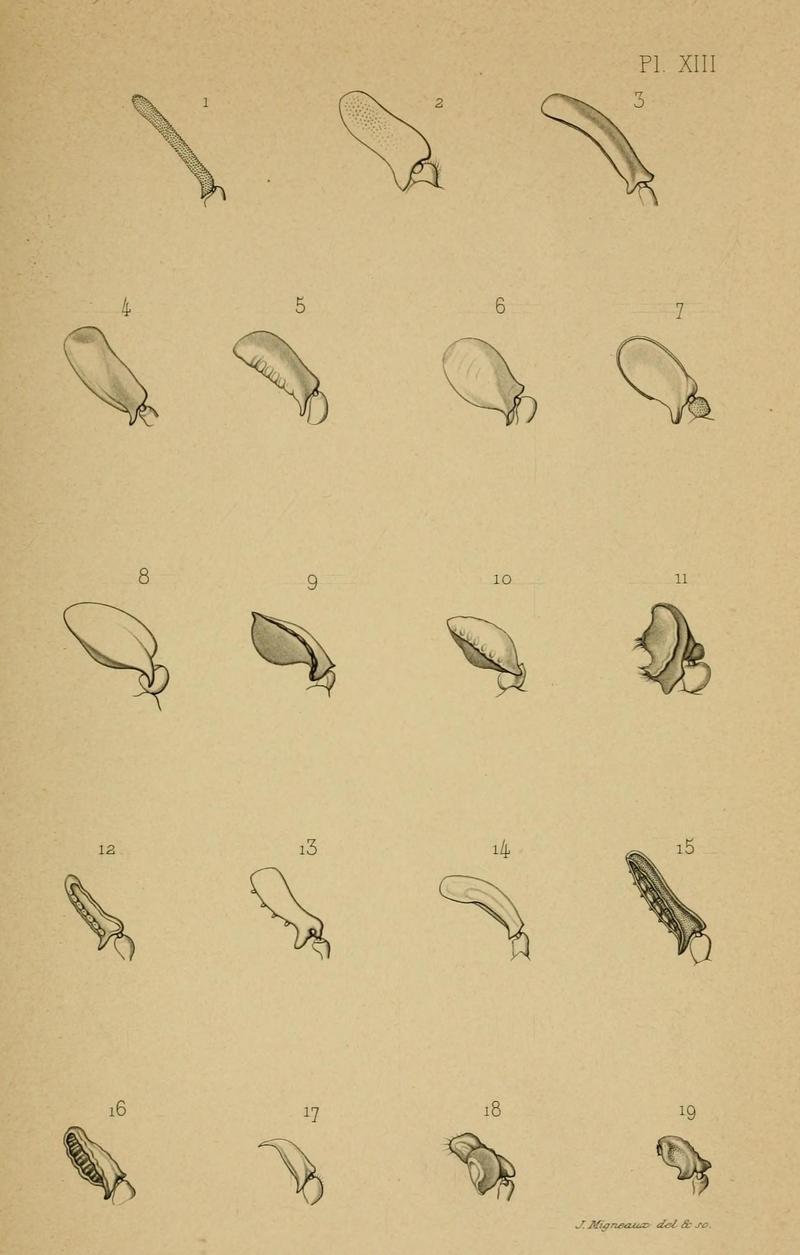 Paussi antennae