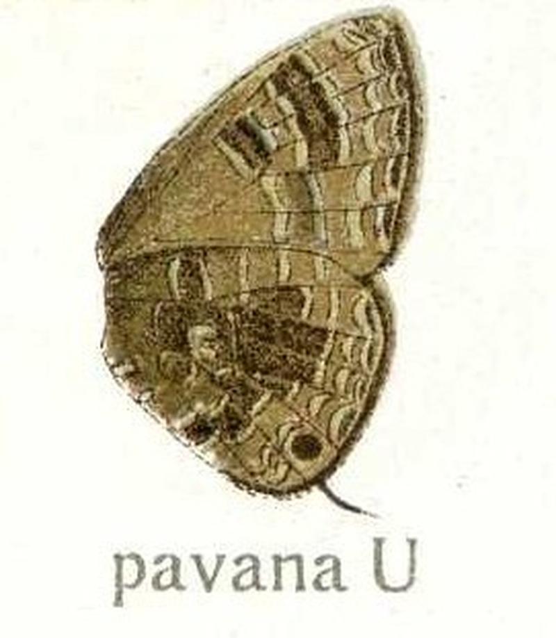 Lampides pavana