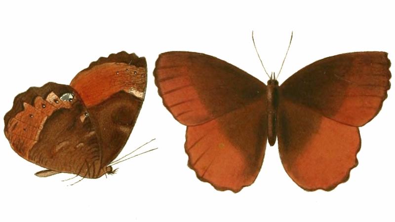 Pedaliodes pammenes Illustrations of new species of exotic butterflies Pronophila IX