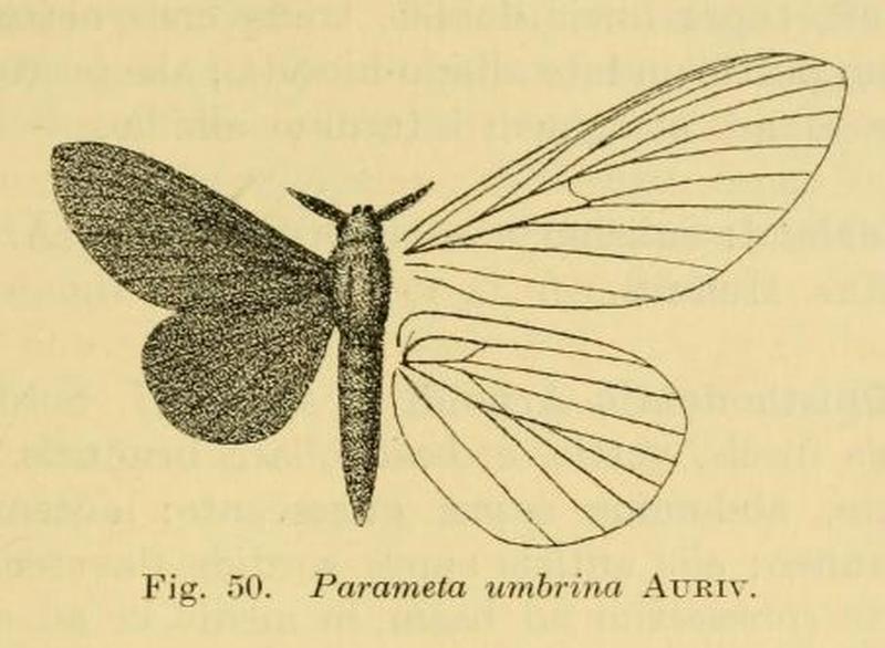 Pehria umbrina