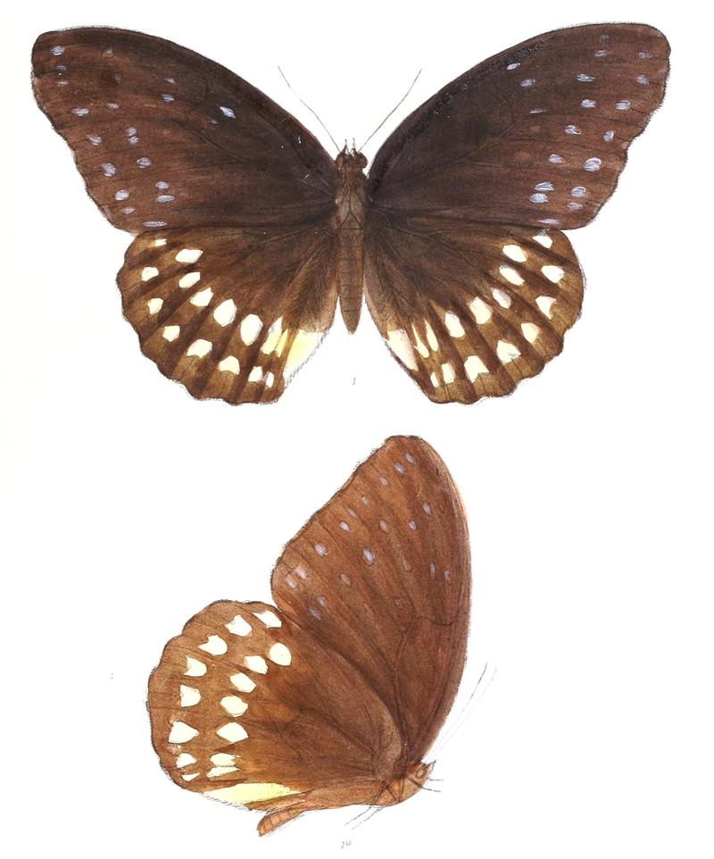 PenthemaBinghami 335 1