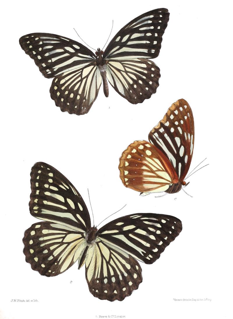 PenthemaLisarda 333
