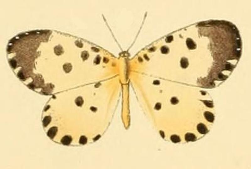 Pentila abraxas