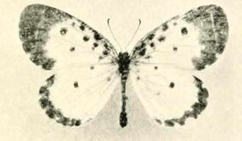 Pentila christina