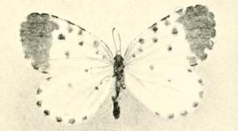 Pentila cloetensi