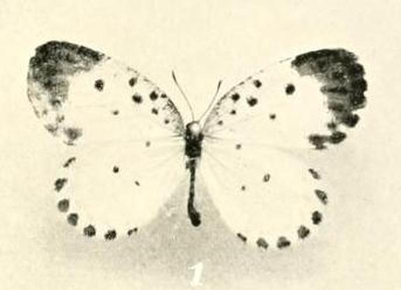 Pentila hedwiga