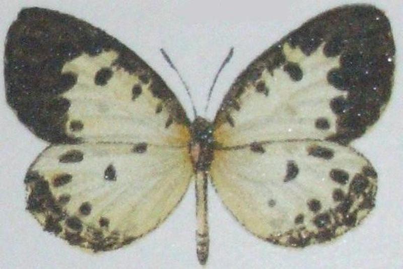 Pentila hewitsoni