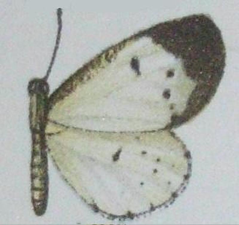 Pentila laura