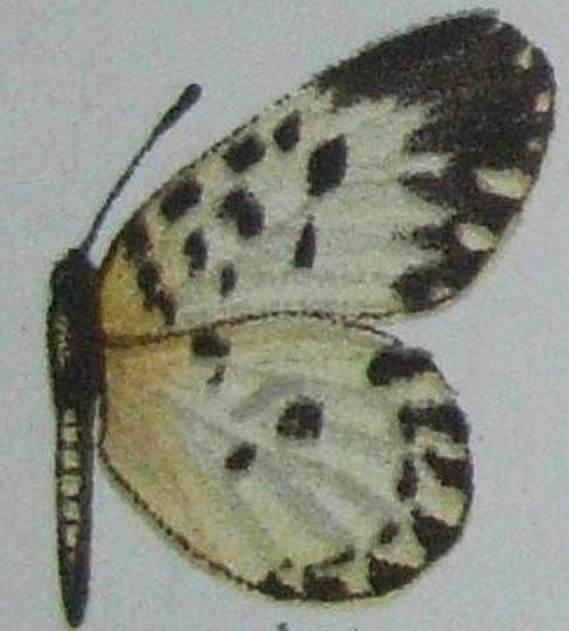 Pentila maculata Seitz