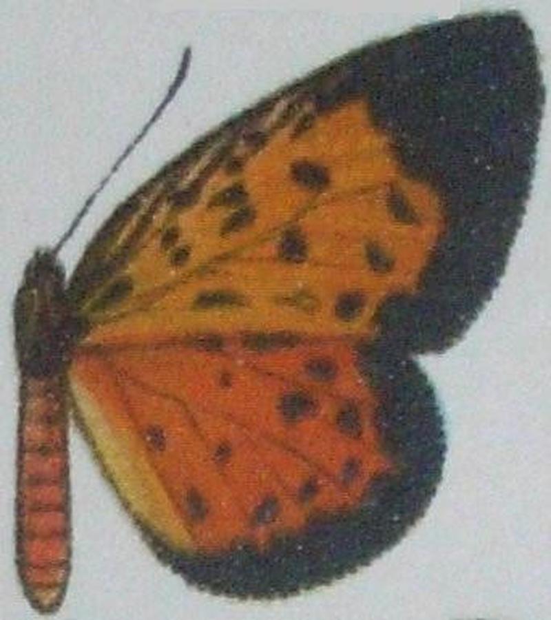 Pentila mombasae f