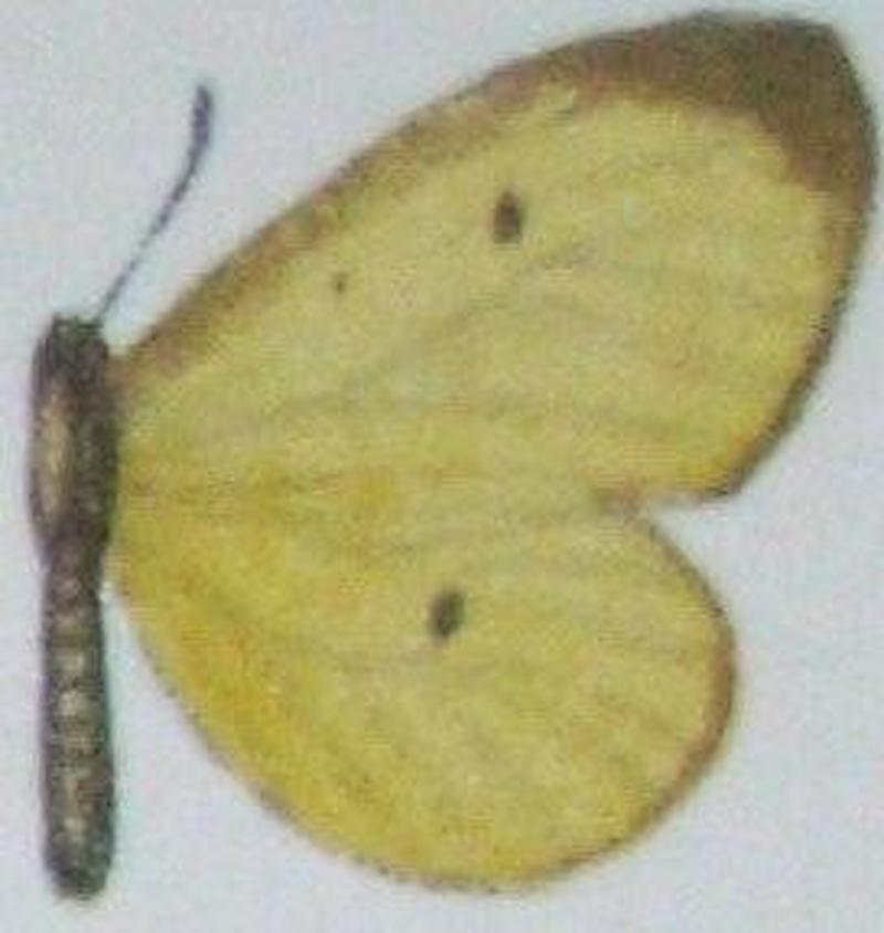 Pentila preussi1