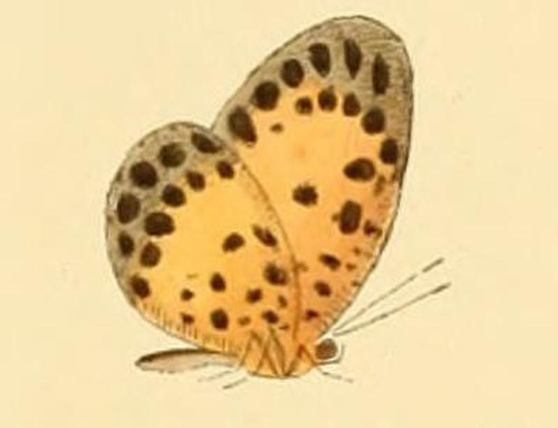 Pentila rotha