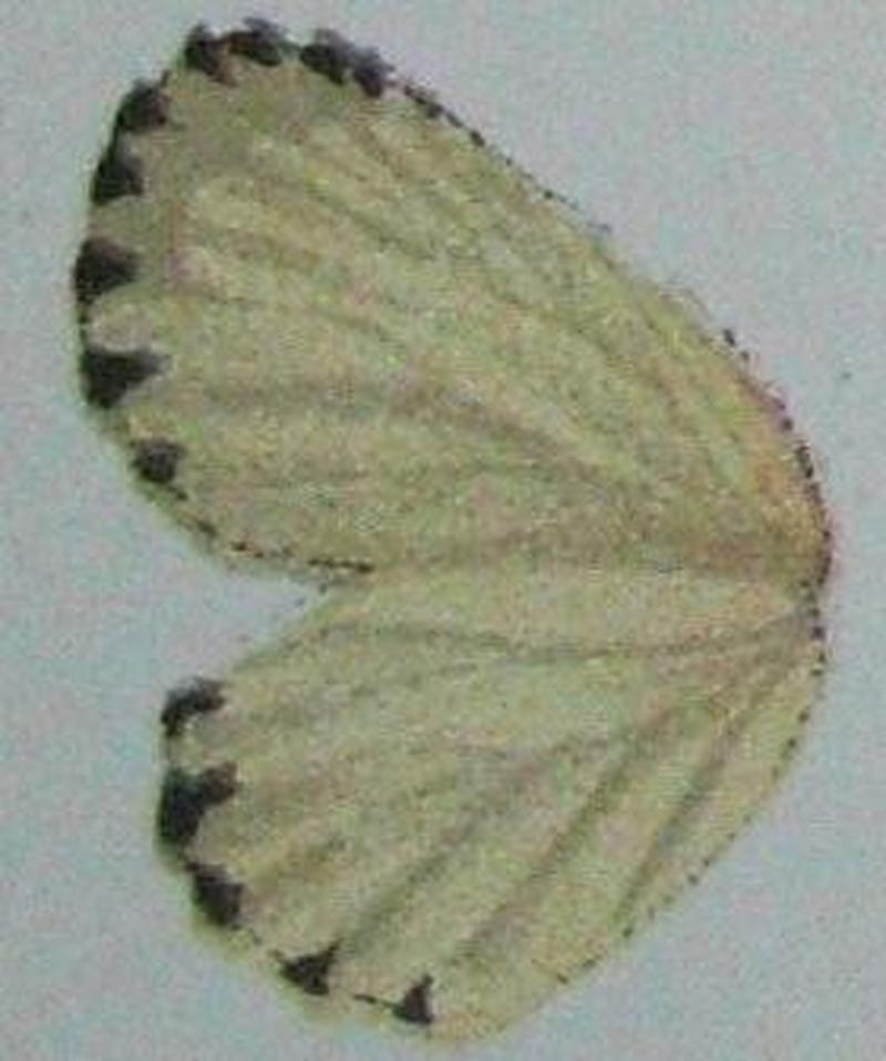 Pentila tachyroides u