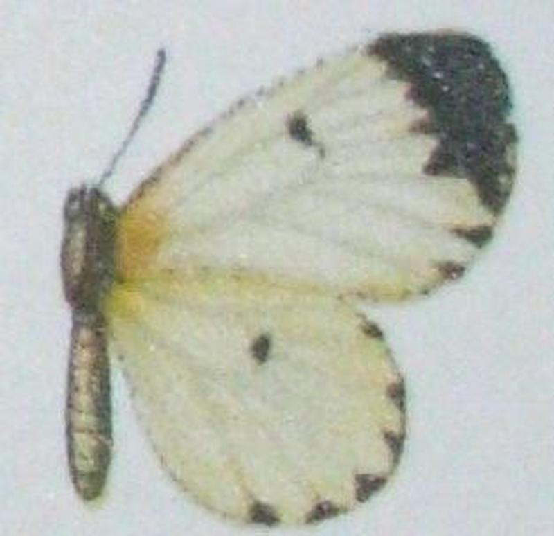 Pentila torrida