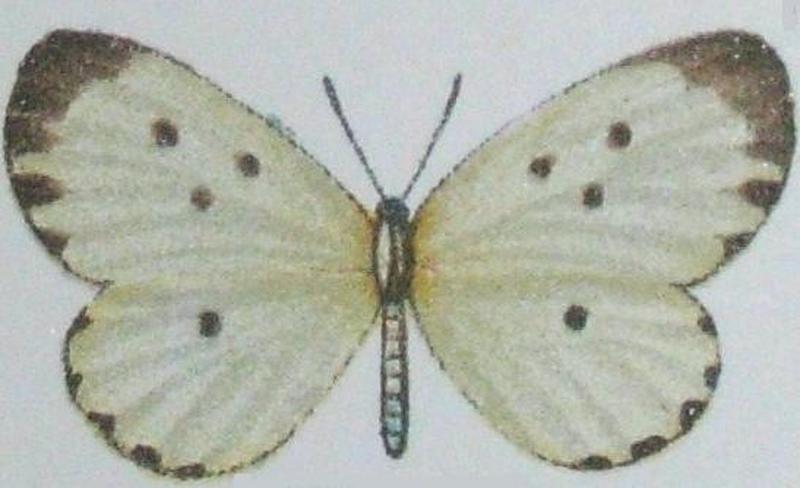 Pentila tripunctata
