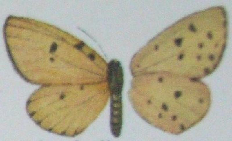 Pentila tropicalis