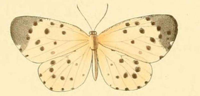 Pentila tropicalis ill