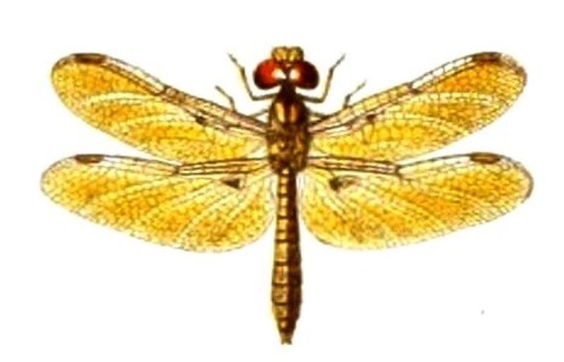 Perithemis tenera Ris