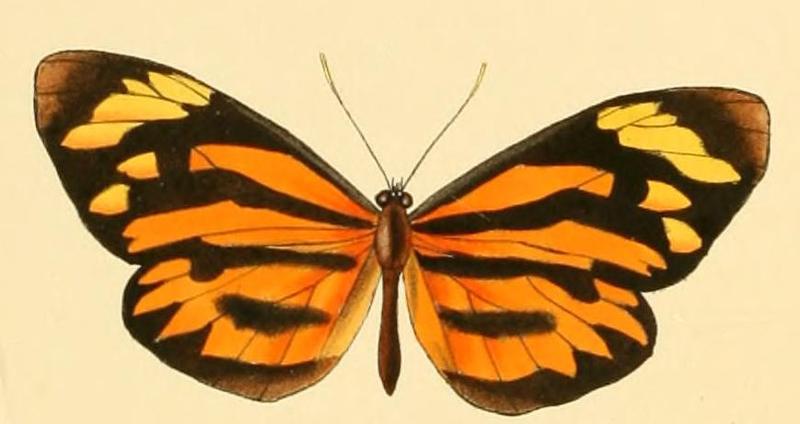 Perrhybris pamela female