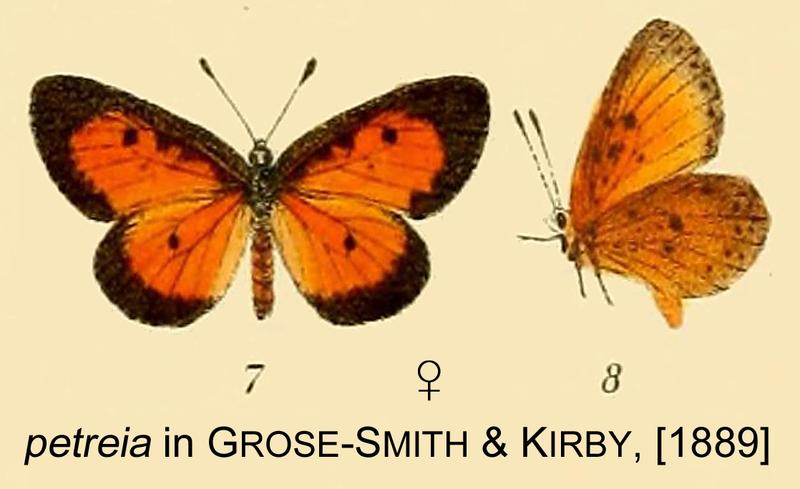 Petreia inGSK1889
