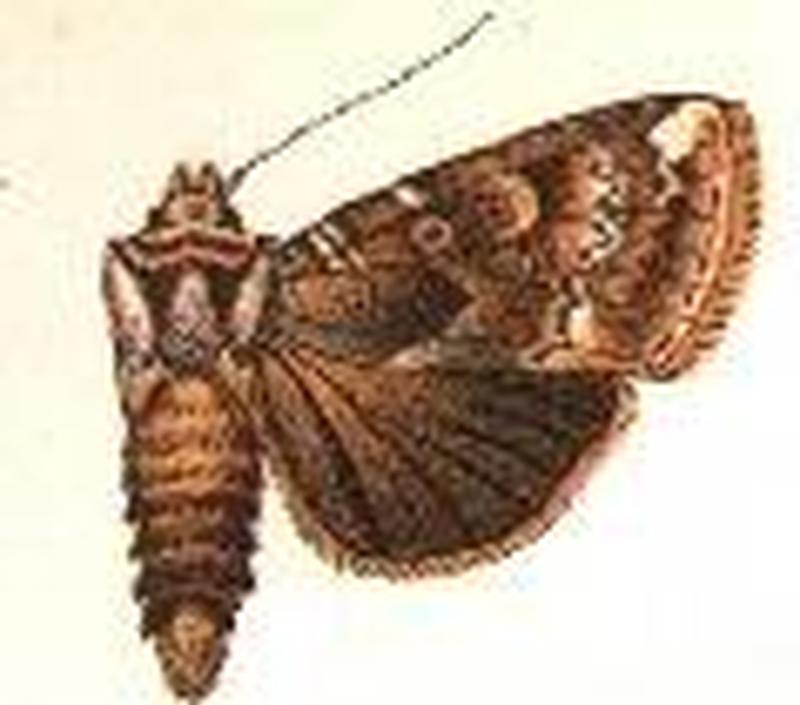 Phaeopyra chloeropis