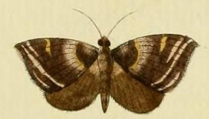 Phalaena chorebus