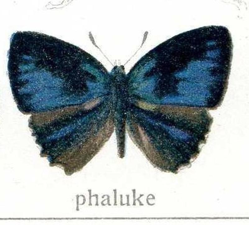 phaluke Druce