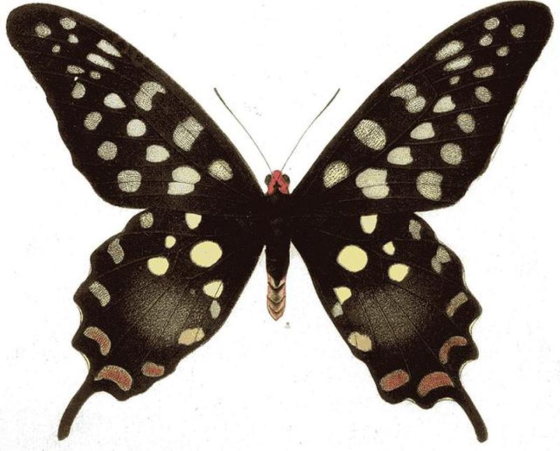 Pharmacophagus antenor seitz