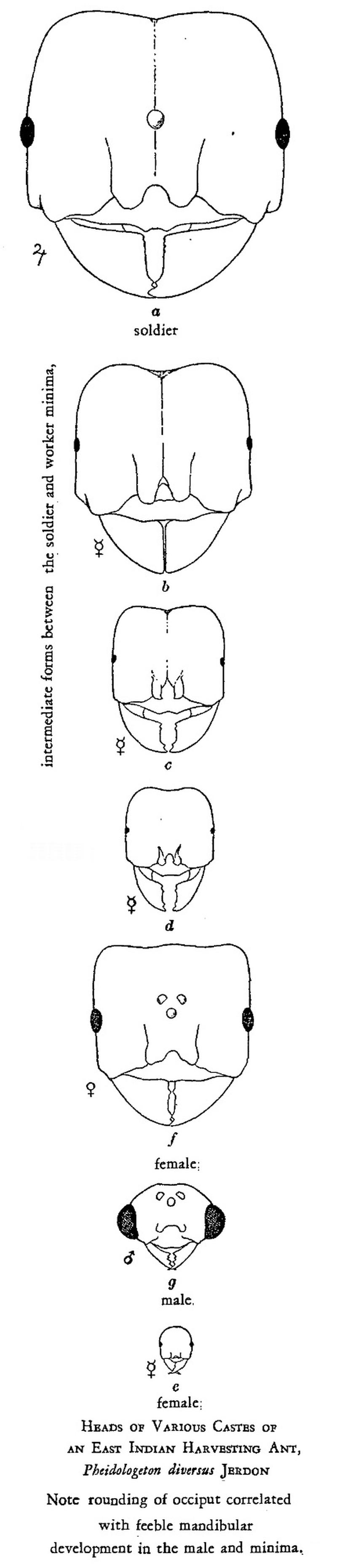 PheidologetonCastes