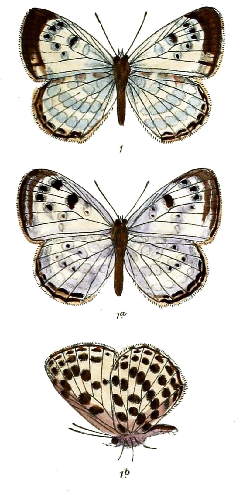 PhengarisAtroguttataMFF 640 1