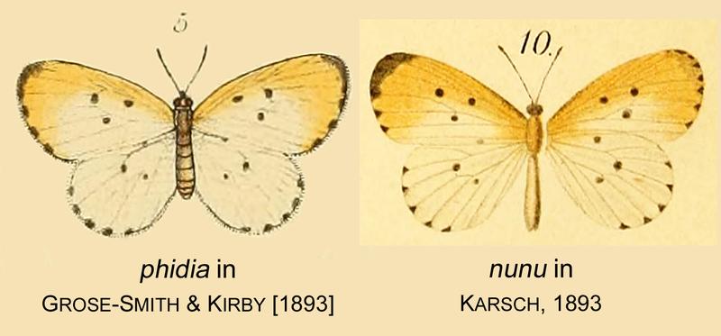 Phidia GSK nunu Karsch 1893