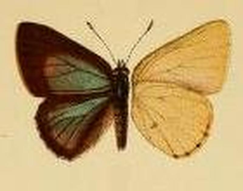 Philiris agatha