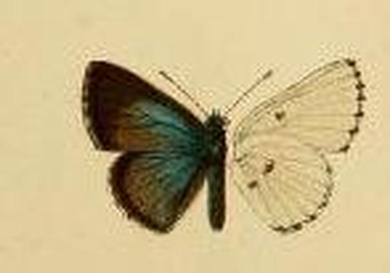 Philiris angabunga