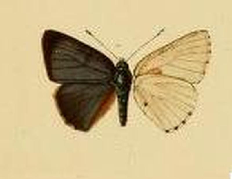 Philiris dinawa