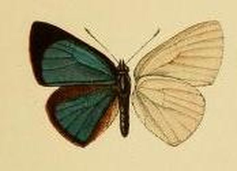 Philiris gloriosa