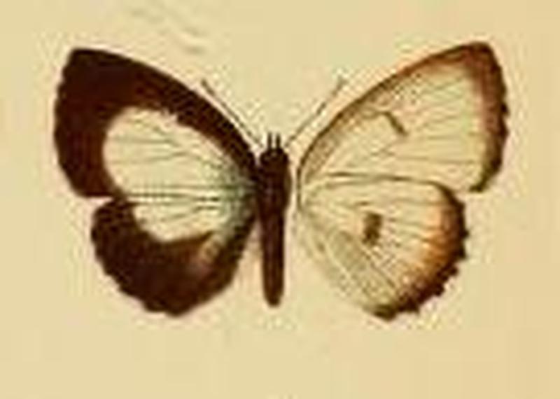Philiris unipunctata