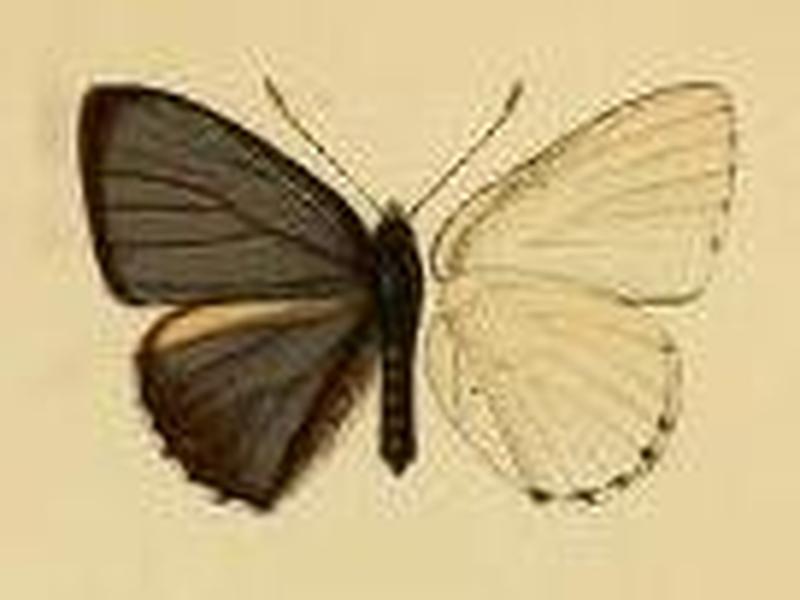 Philiris ziska