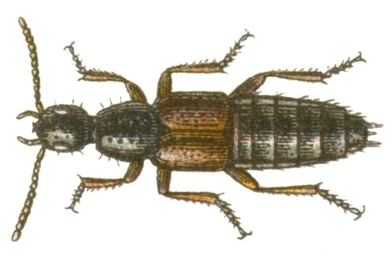 Philonthus varians