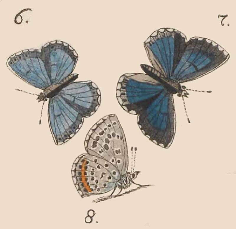 Philotes batonBergstrasser1779OD750px