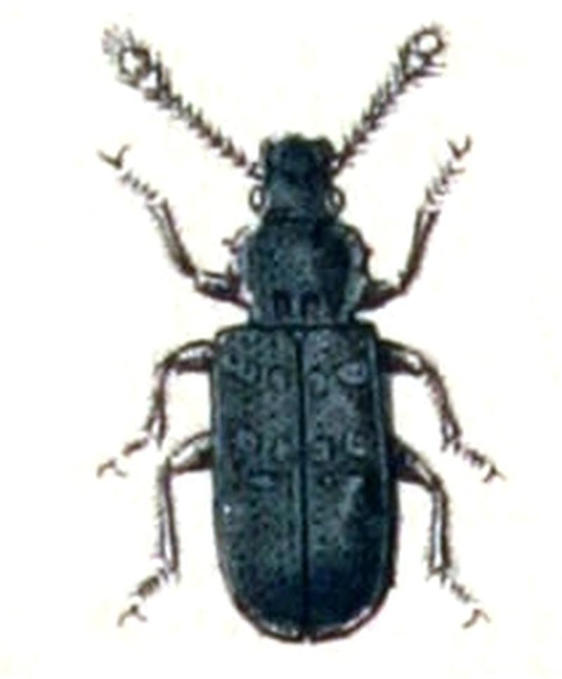 Phloeostichus.denticollis.-.calwer.15.09