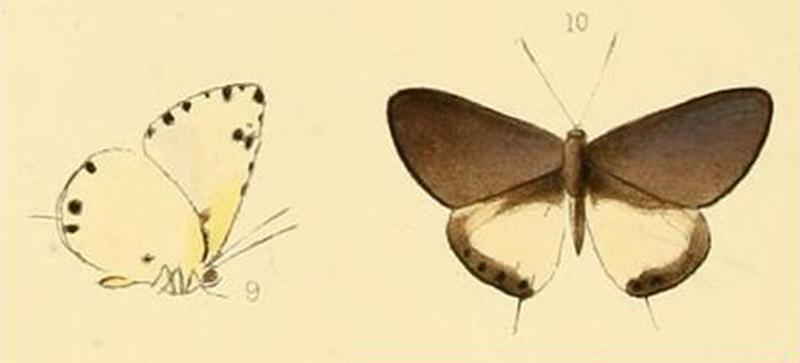 Phlyaria cyara original illustration from Hewitson 1876