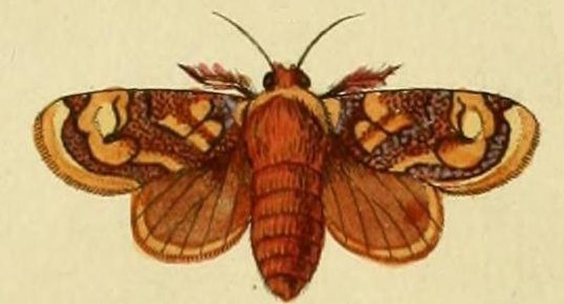 Phobetron hipparchia