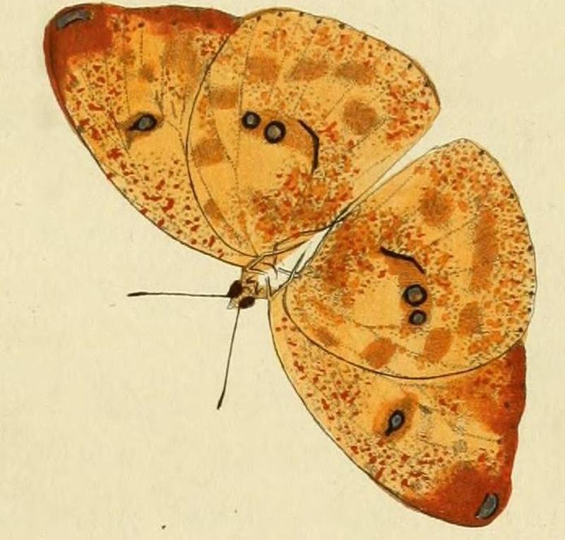 Phoebis argante1