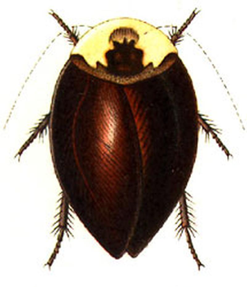 Phoraspis convexa