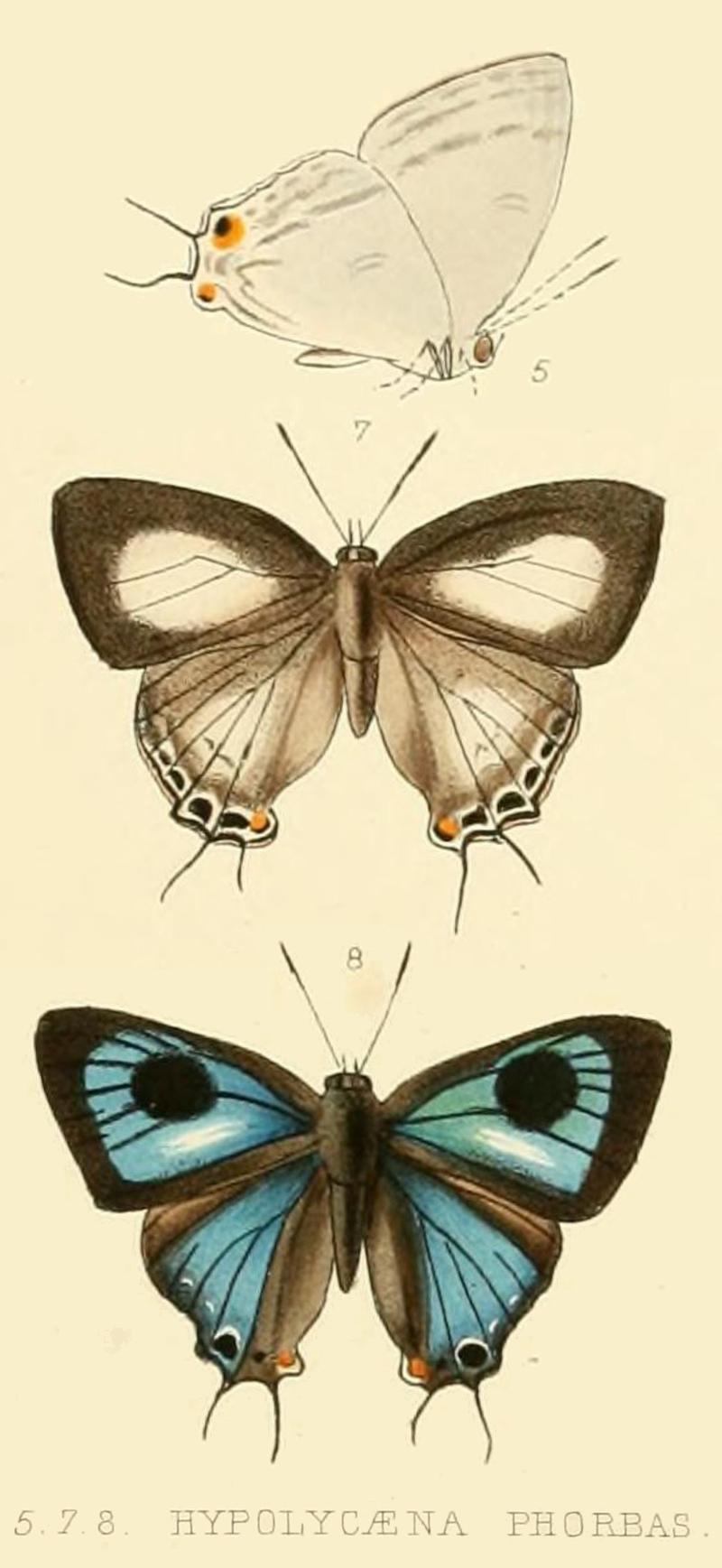 Reproduction of illustrations of Hypolycaena phorbas from Hewitson 18621878