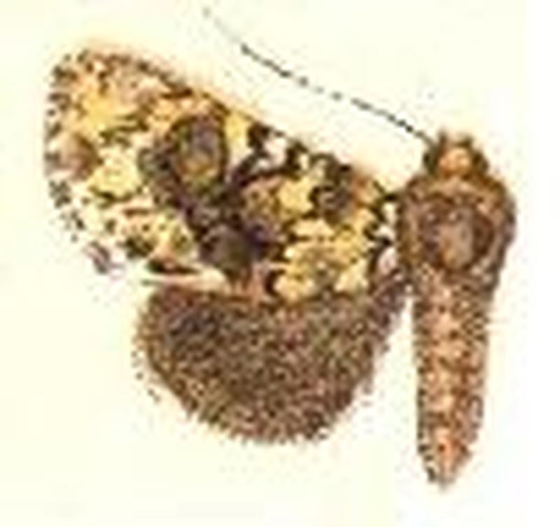 Phosphila miselioides