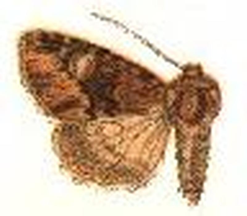 Phosphila turbulenta