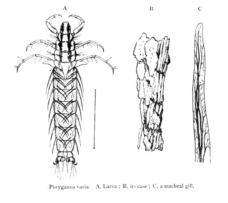 Phryganea varia Miall