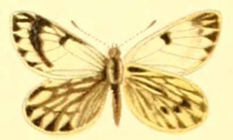 Phulia nymphula female