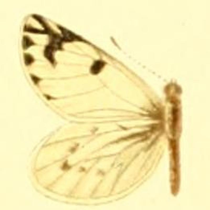 Phulia nymphula male